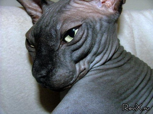 На помойку, уродец!": женщина купила Сфинкса за 10 тысяч, но кот вырос не таким,