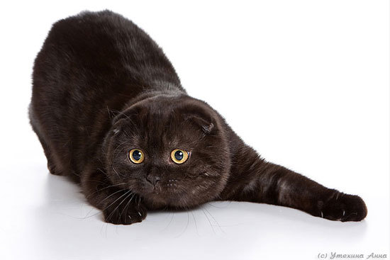 Шотландская черная вислоухая кошка
