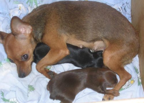 английский той терьер стандарт. английский той-терьер эстетика. рексики. той терьер трясется. Susный рексик.