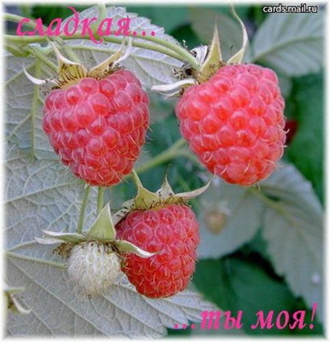 Картинки ты моя сладкая ягодка