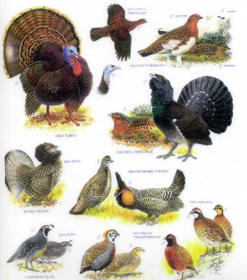 Домашние птицы птицеводство. Сколько видов куриных. Сколько видов куриных. Курообразные характерные признаки. Породы куриц несушек куры яичных пород.