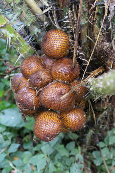 Ответы : Как называются эти плоды и на каком дереве растут