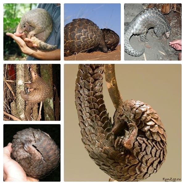 Длиннохвостый панголин. У какого животного зубы в желудке. Река миссисипи крокодилы. Пасть крокодила. Зубы лебедя.