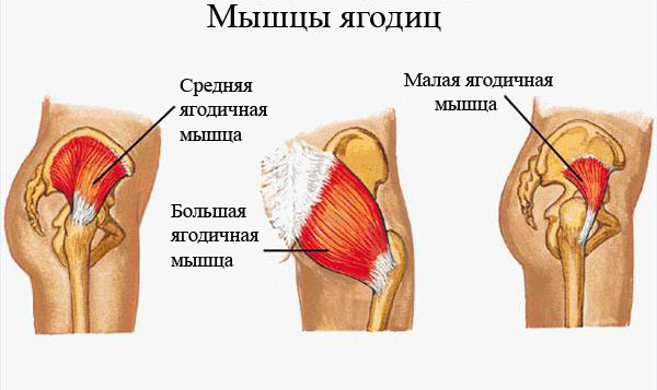 чему дергается правая ягодичная мышца провода что около