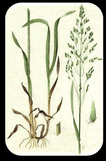 Овсюг и пырей. Житняк черепитчатый. Житняк сибирский. Колосняк китайский. Серая крыса зубр уссурийский тигр пырей ползучий.