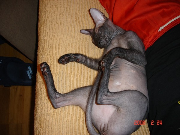 ми-ми-ми или нет ваше мнение Animals, Animal tattoo, Cat memes