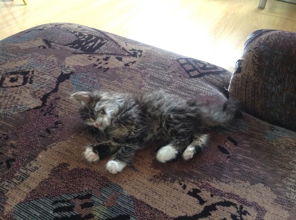 котёнок лежит и не двигается. нечаянно наступила на голову котенка. рахит у котов. спящие коты. спящий кот.