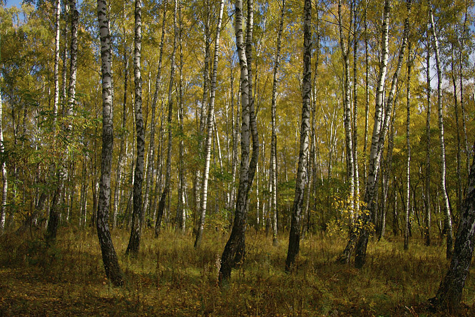 караоке березовая роща