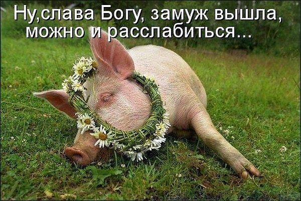 Днем рождения, картинки со свинками прикольные с надписями