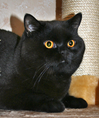 Похожее изображение