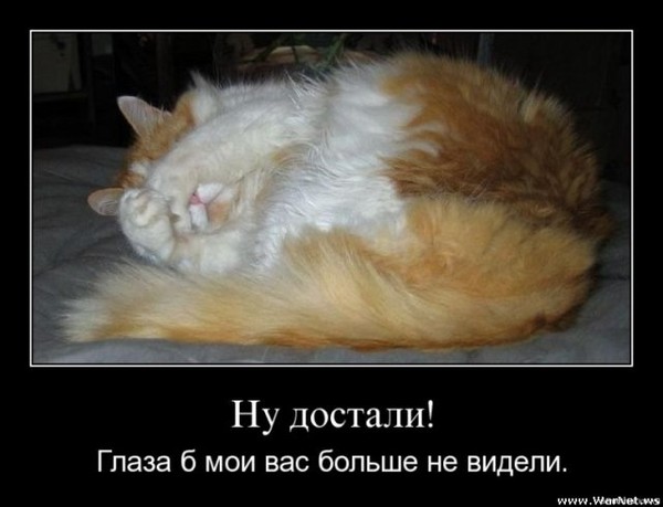Картинки прикольные достали, поп картинки для
