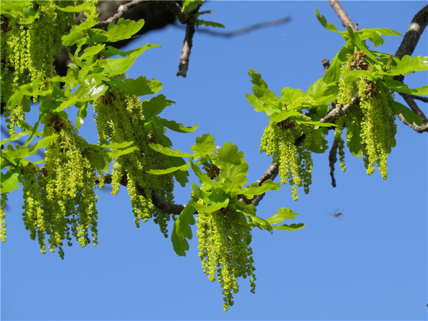 Необыкновенный дуб (Мария Пантерёныш Григорьева) / Проза.ру