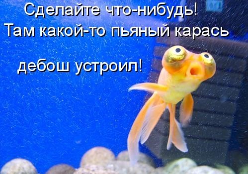 Карась приколы картинки