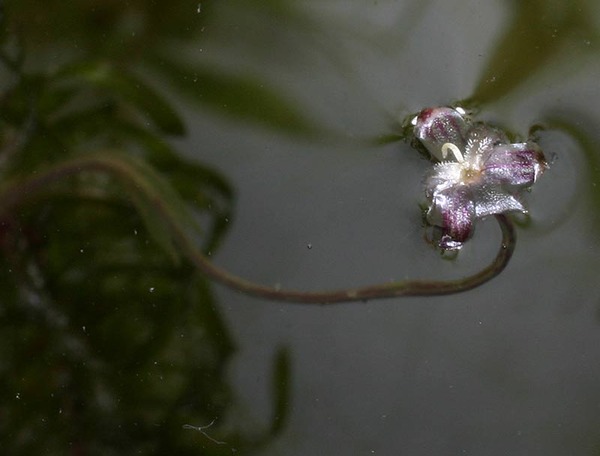 Ответы Mail.ru: Что за растение "водяная чума", и за что его наградили ...
