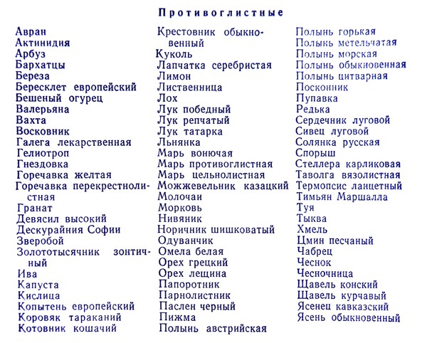 гранат от глистов гранат от глистов