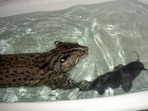 Download wallpaper cat, cat, fishing cat, kot Rybolov, angler, section cats in r