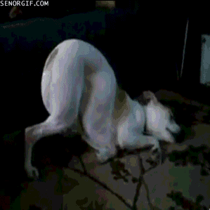 c6d4023843560f6eaebdc089600c4b4f_i-15107.gif