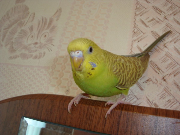 попугай 3 месяца. самец волнистого попугая. волнистый попугай. волнистый попугай 1 месяц. птенец волнистого попугая 1 месяц.