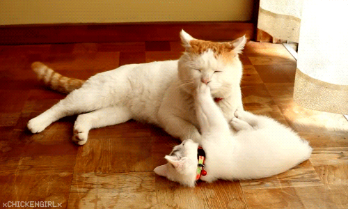 Кот скользит. Кошки. кошка гиф. коты балуются.
