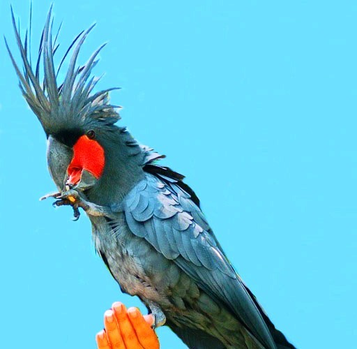 урочище аккурум на алтае. соловей птичка певчая. соловей поет. скала башня дьявола в сша. трели птиц.