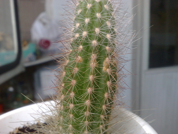 кактус эхинопсис болезни. кактус эхинокактус пожелтел. кактус стал мягким и желтым. кактус стал мягким что делать. кактус узкое основание.