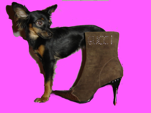 собака оля. йошкар-ола собака. оля и собаки лучшие. собачка оля. орлова и ее собаки.