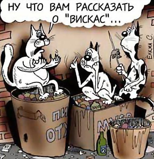 Смешные истории про котов