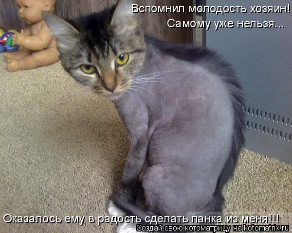 Как выглядит бритая кошка Ответы Mail.ru: Как выглядит стрижка полька на фотографии? Именно не на рисунке 