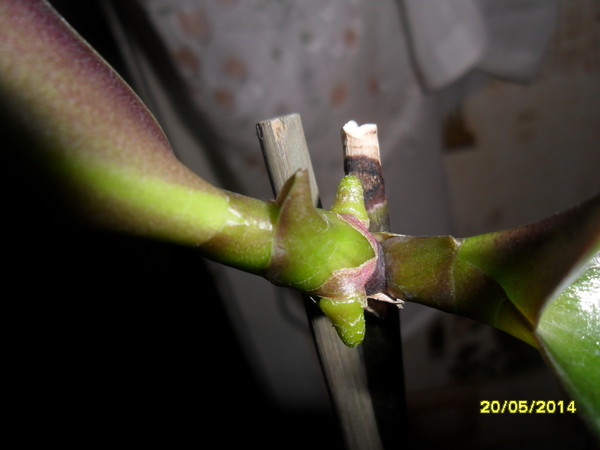 детки у орхидеи фаленопсис от корня. как отличить детку от цветоноса у орхидеи. отделение детки орхидеи от ствола. детки орхидеи фаленопсис на цветоносе. как отделить детку от цветоноса.