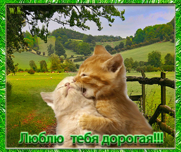 Мультиков, картинки я тебя люблю прикольные жене