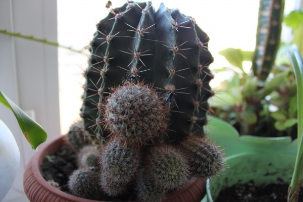 кактус в горшке. кактус для срисовки. убери кактусы. кактусенок как выглядит. очисток комнатное растение.