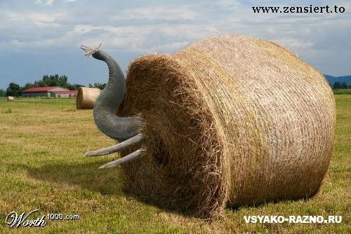 отношения иллюстрация. хоботиться это. чито такие фрозимологизмы. как спрятать слона. проекция отношений.