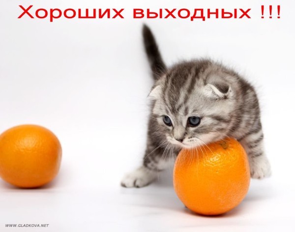 Кот с мандаринами мем