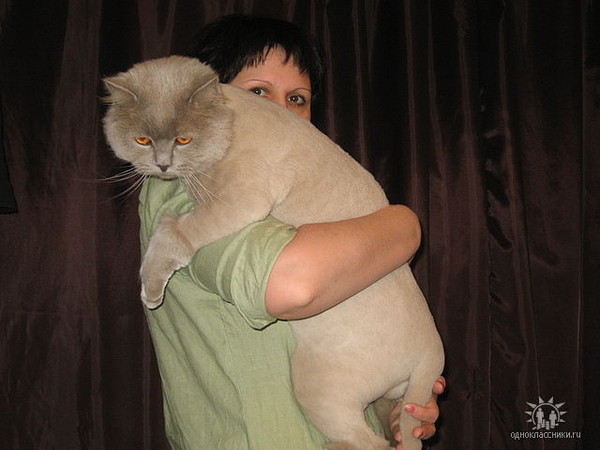 Сколько растут коты