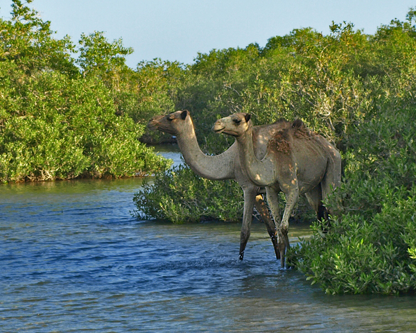 верблюд плавает. верблюд плавает. караван верблюдов. верблюд плывет. верблюд пьет.