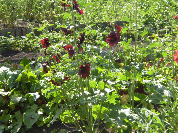 Семена клематиса. Черенкование мальвы. Мальва метельчатая. Как сажать мальву семенами в открытый грунт. Рассада мускатной мальвы.