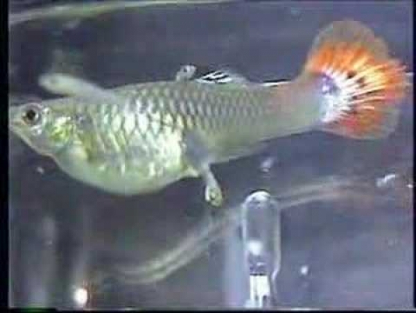 гуппи рожают через. беременная самка гуппи. гуппи рыбки рождение мальков. самка гуппи рожает. беременная гуппи рожает.