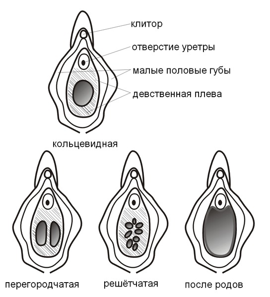 Где находится девственная плева у ребенка фото Где находится девственная плева у ребенка фото
