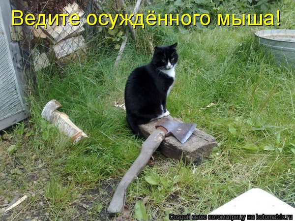 Кот с топором мем