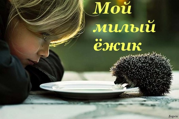 Картинки с надписью ежик люблю тебя