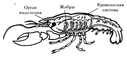 Речной рак тип кровеносной системы. Дыхательная система ракообразных. дыхательная система членистоногих ракообразных. дыхательная система ракообразных схема. строение дыхательной системы ракообразных.