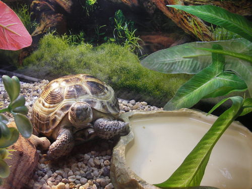 Аквариум для красноухой черепахи. Черепашки в аквариуме. Почему черепахи вылезают из аквариума. Почему черепахи вылезают из аквариума. Почему черепахи вылезают из аквариума.