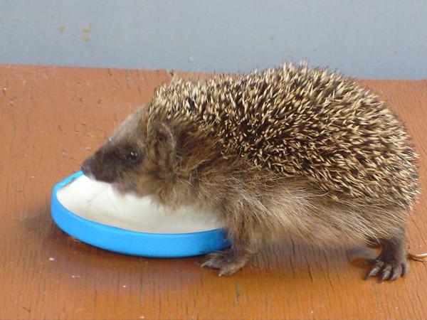 ласточка ёж ящерица группа по питанию. ласточка ёж ящерица группа по питанию. корм для птенцов стрижа. ласточка еж ящерица группа. ласточка еж ящерица группа.