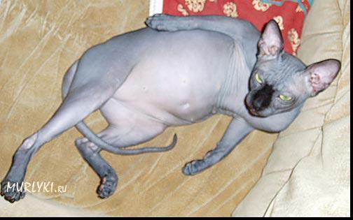 Cat Mommy Nursing Cute Tiny Baby Kittens