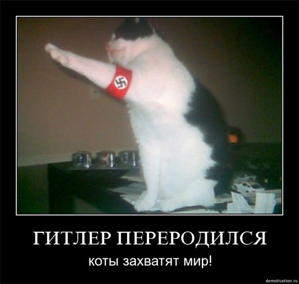 Никакого фотошопа: уникальные отметины на кошках - Рамблер/новости