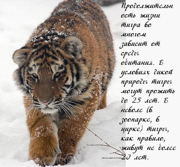 Животные из красной книги 2 класс фото