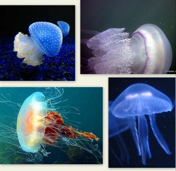 жалит как медуза песня