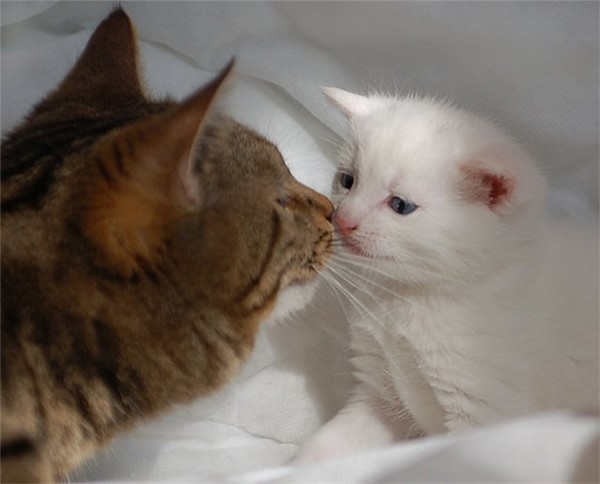 Я люблю тебя котик
