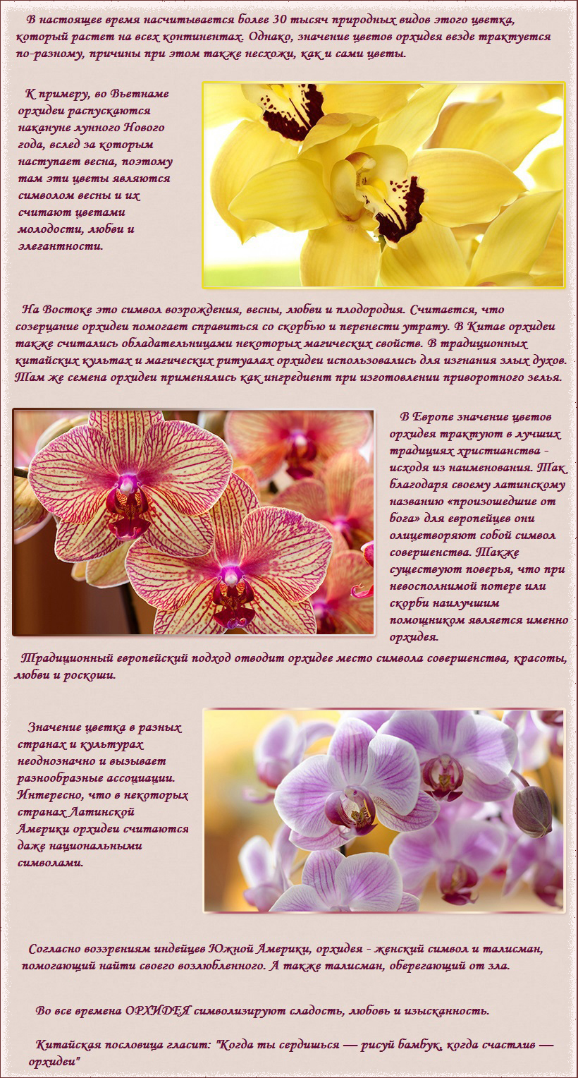 Орхидея описание растения. Орхидея краткое описание. Орхидея символ чего. Значение цветов орхидей. Фаленопсис родина растения.