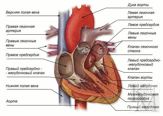 Кровь на сахар берут из вены или из пальца